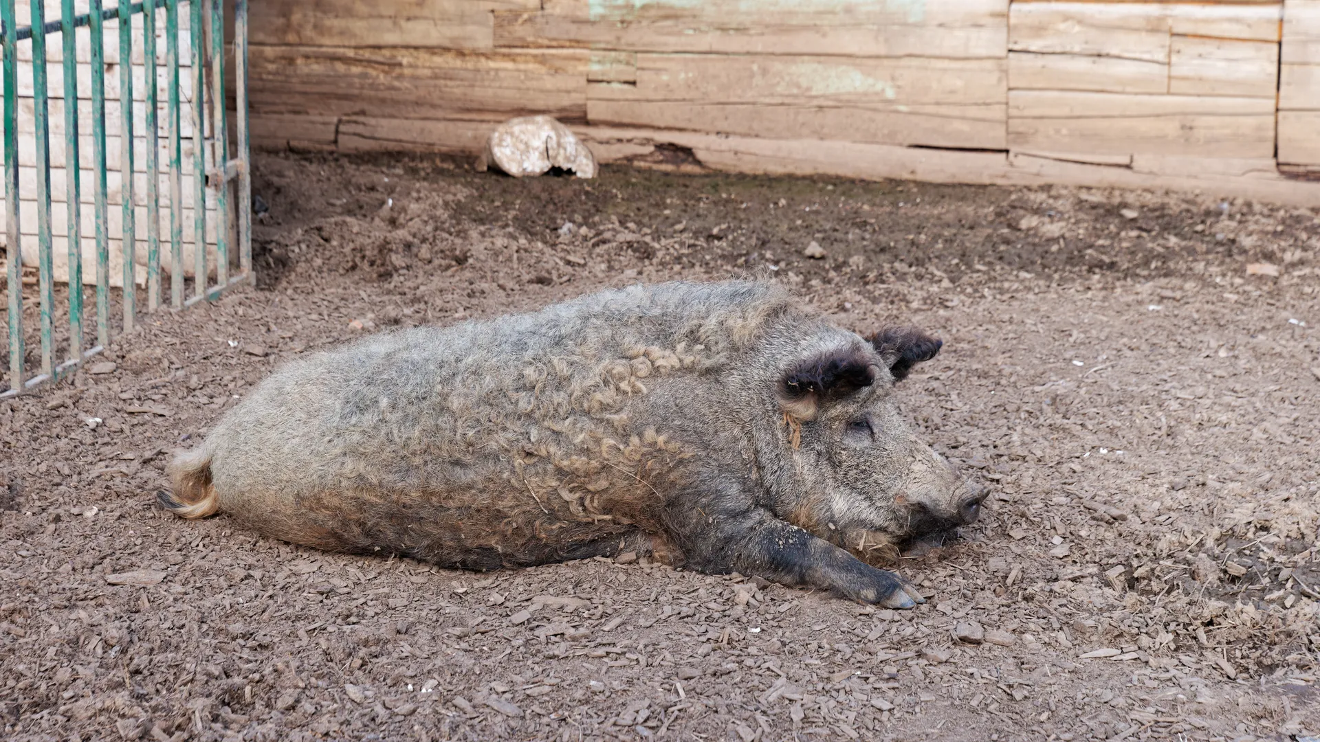 Экзотик-ферма в пос. Назарьево Одинцовского г. о.