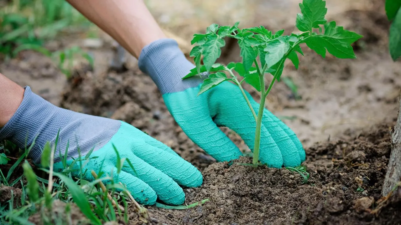 istockphoto.com/Alina Bitta