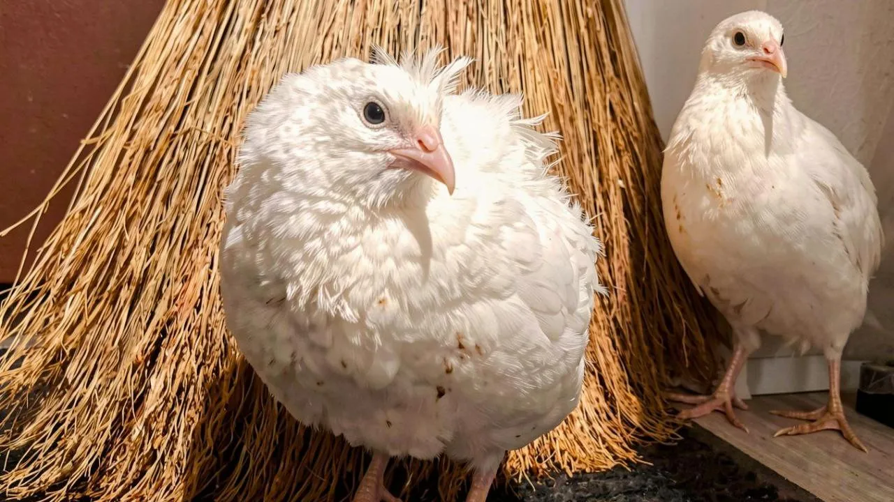 личный архив Алексея Михайлова