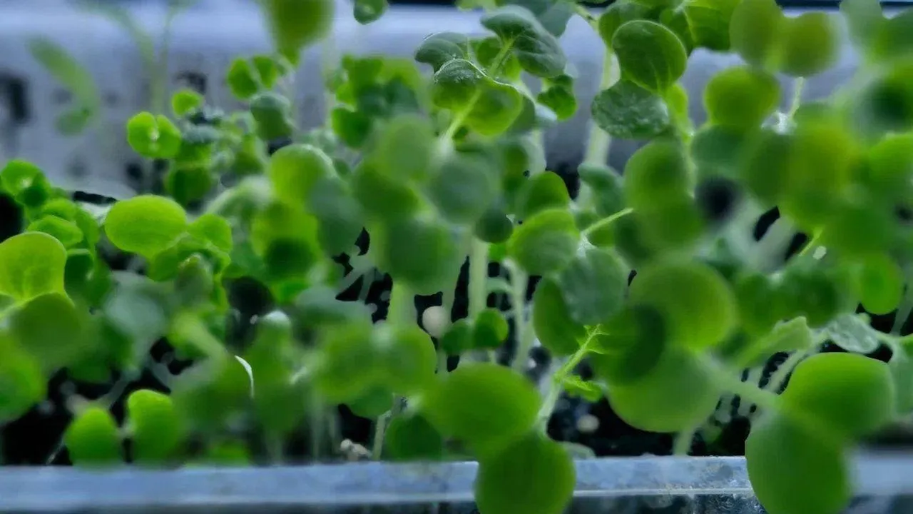 REGIONS/Наталья Надточая