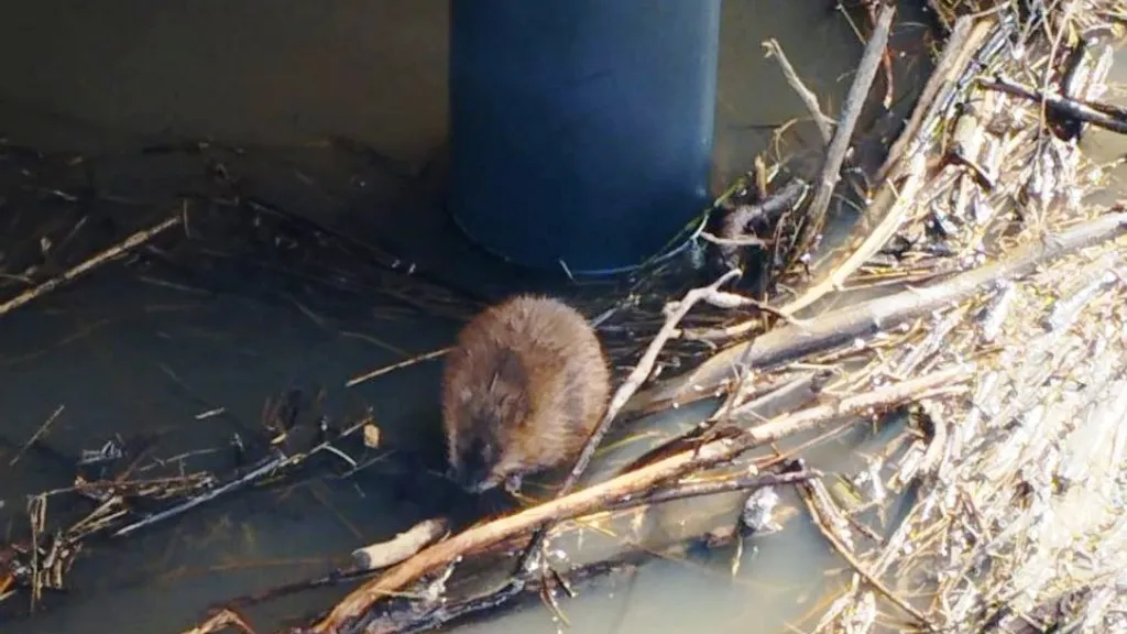 Пресс-служба администрации г.о. Кашира