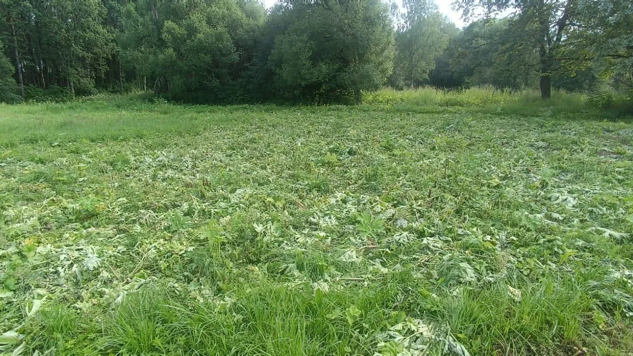 Комитет лесного хозяйства Московской области