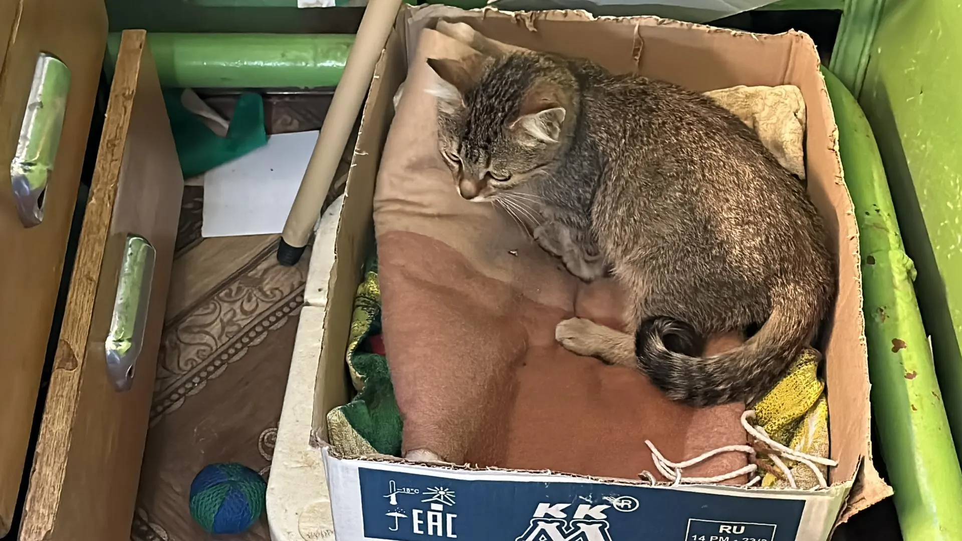 Мария Шматкова