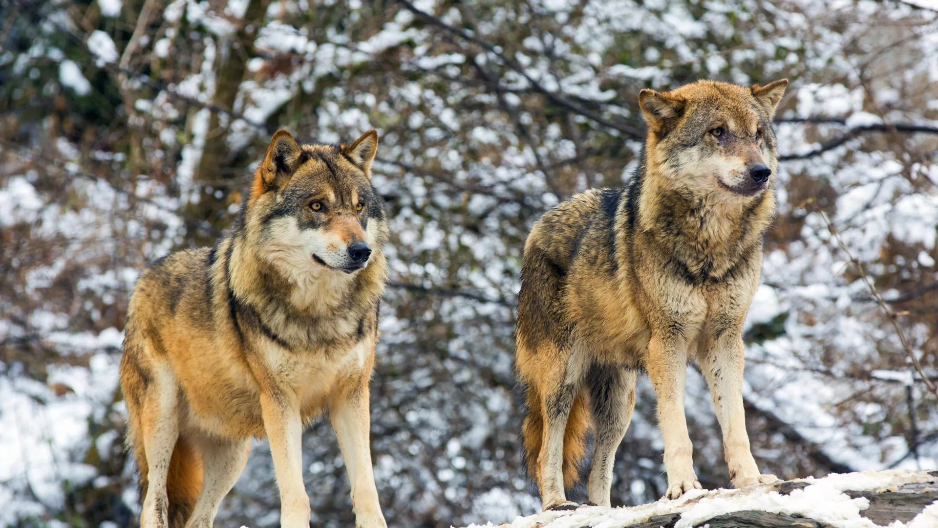 A. Hartl/blickwinkel