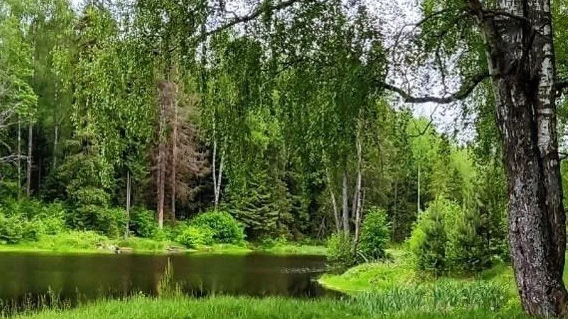 Пресс-служба Комитета лесного хозяйства Московской области
