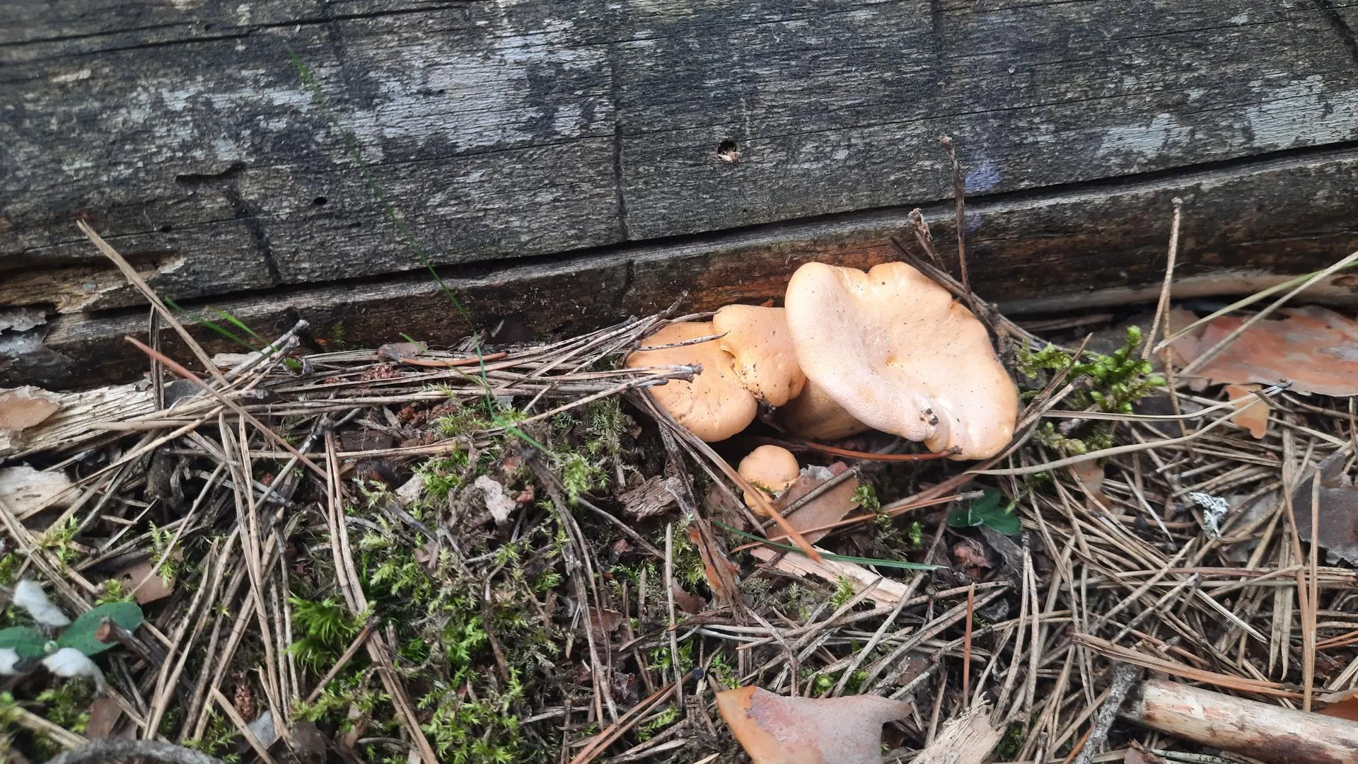 Мартыненко Михаил