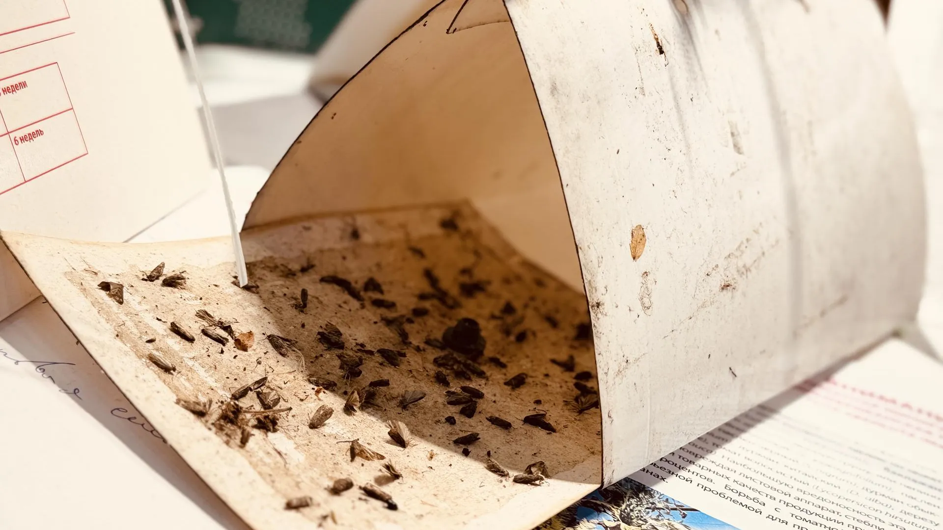 МедиаБанк Подмосковья/Ольга Стаферова