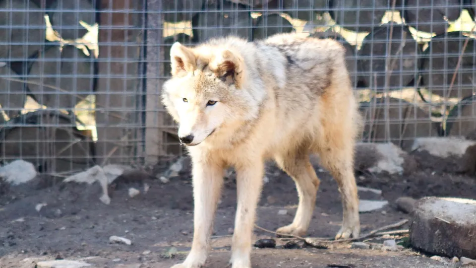 Фото: МедиаБанк Подмосковья/Данила Кирьянов