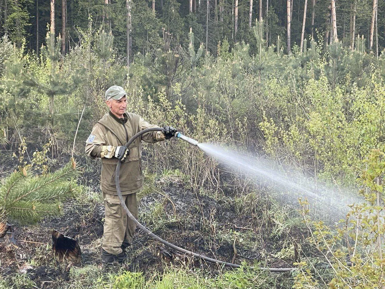 Фото: Комитет лесного хозяйства МО