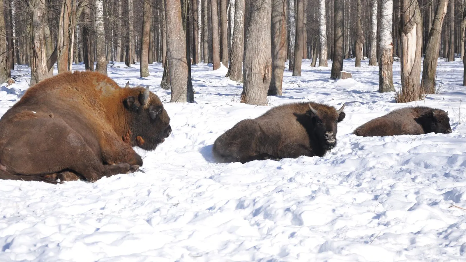 Фото: медиасток.рф