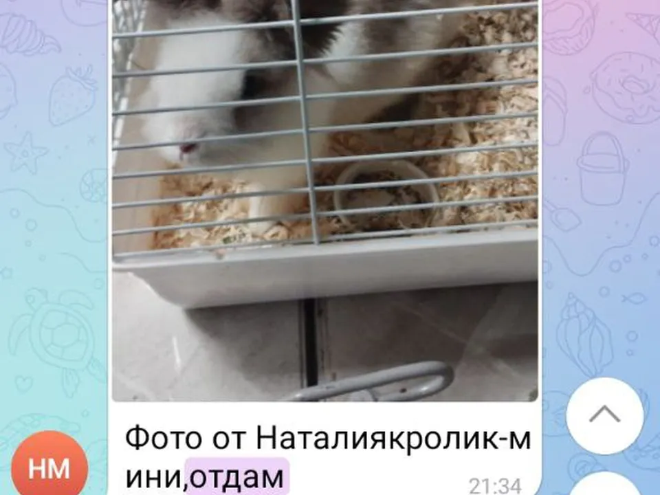 Фото: t.me/samolet_feed