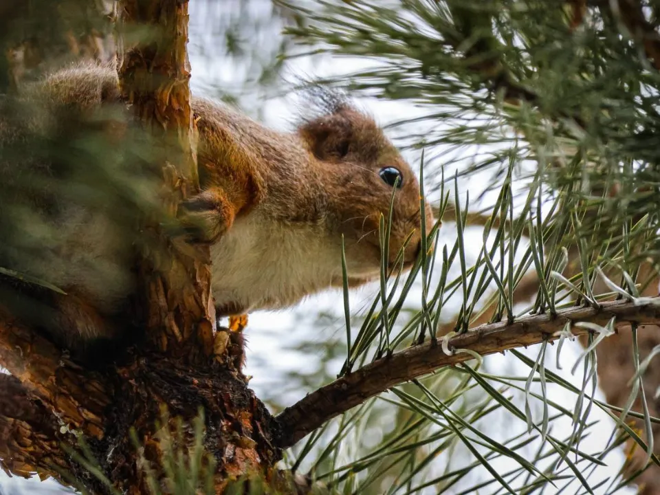 Фото: пресс-служба нацпарка «Лосиный остров»/Анна Ткачева