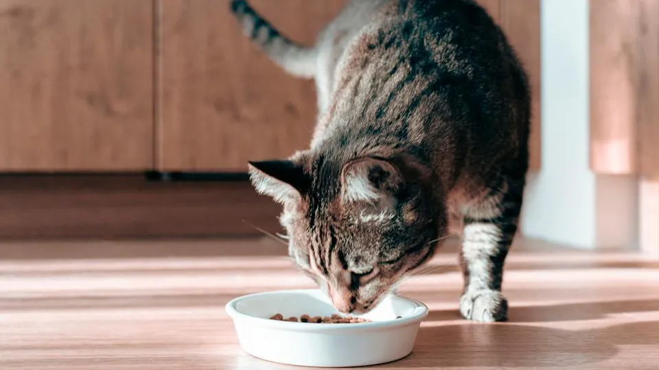 Фото: istockphoto.com/Irina Orlova