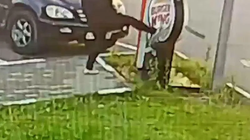 Упитанная девушка разломала вывеску Burger King во Фрязине