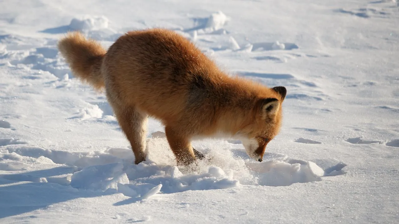 istockphoto.com/Alexandra Scotcher