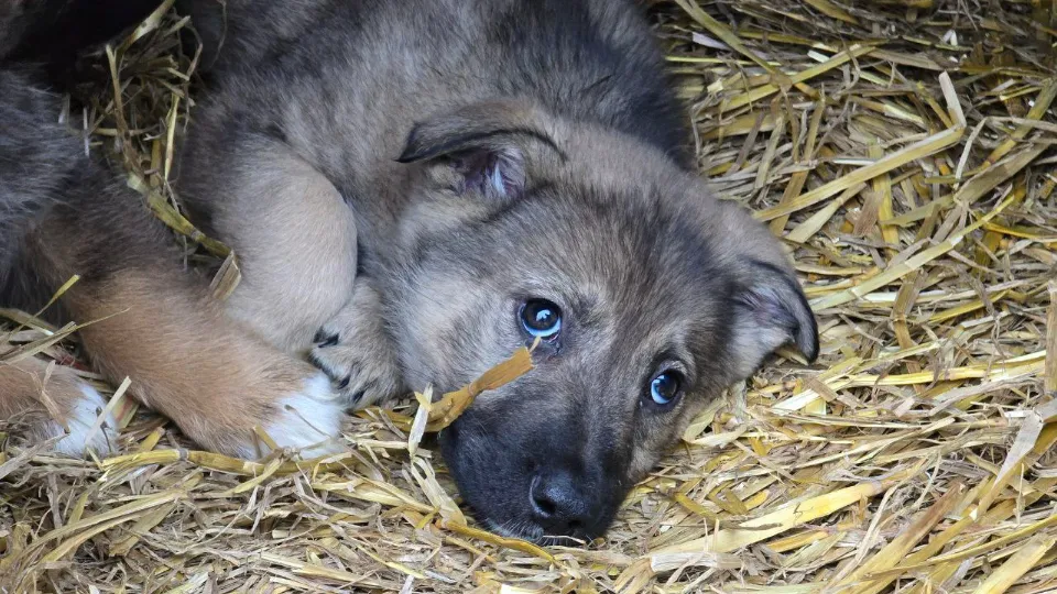 Фото: МедиаБанк Подмосковья/Яна Шаливская