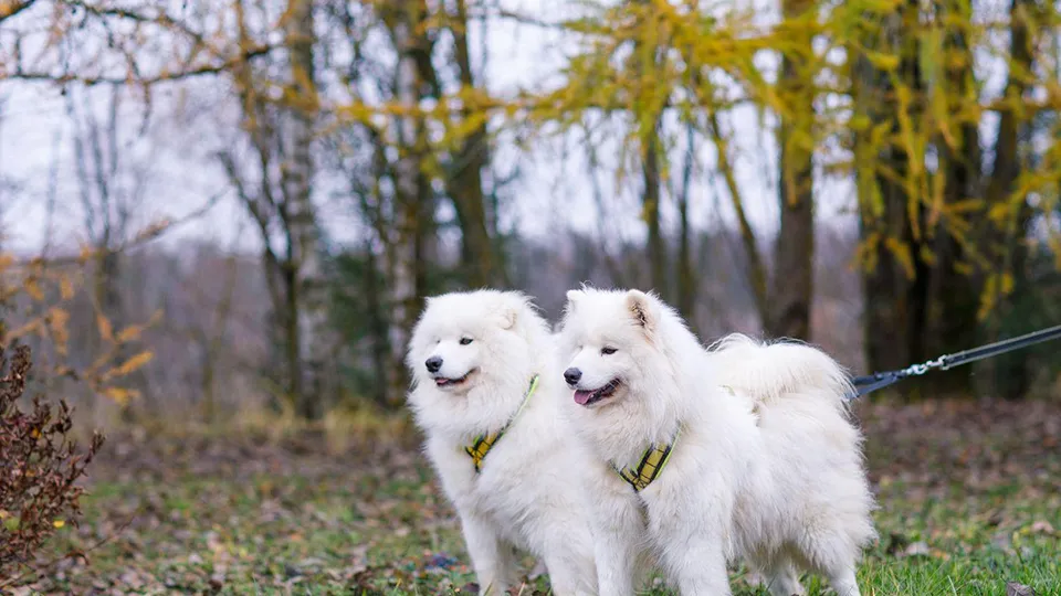 Фото: Медиаархив Подмосковья