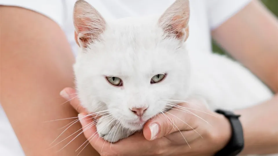 Фото: freepik.com