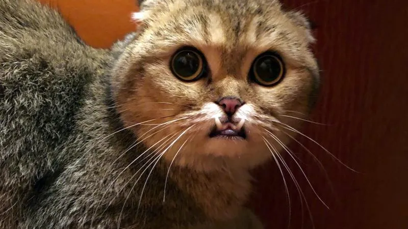Саблезубая кошка из Ивантеевки ищет хозяина 