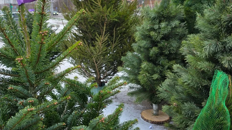 Фото: МедиаБанк Подмосковья/Мария Юдина