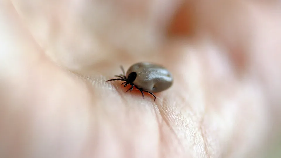 Фото: pxhere.com