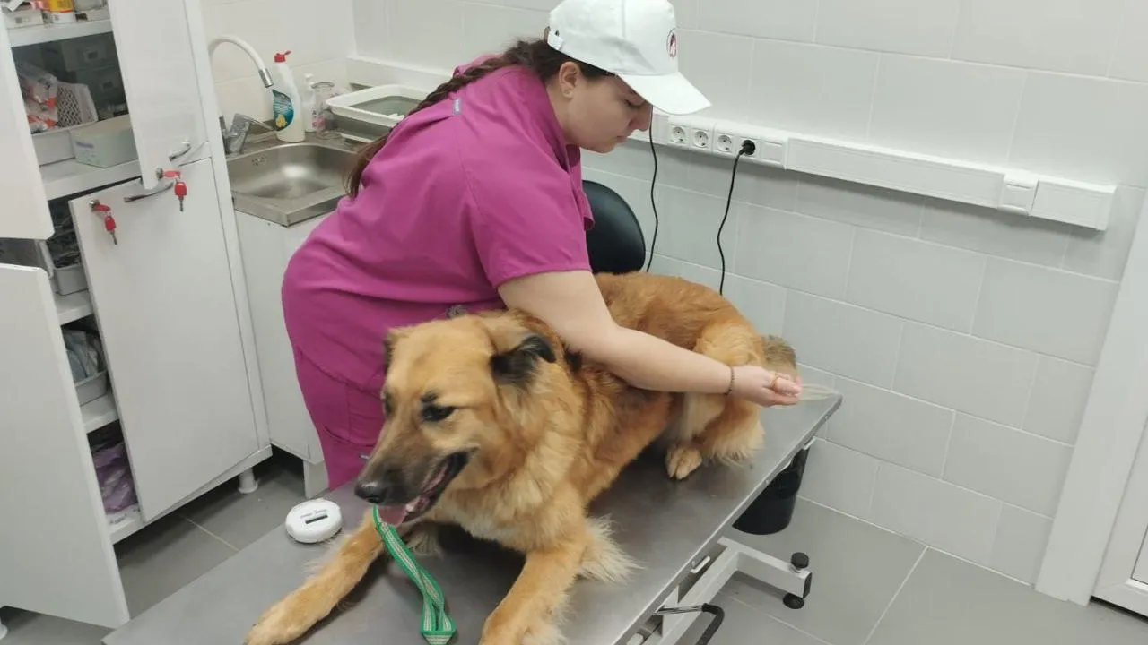 Фото: Министерство сельского хозяйства и продовольствия Московской области