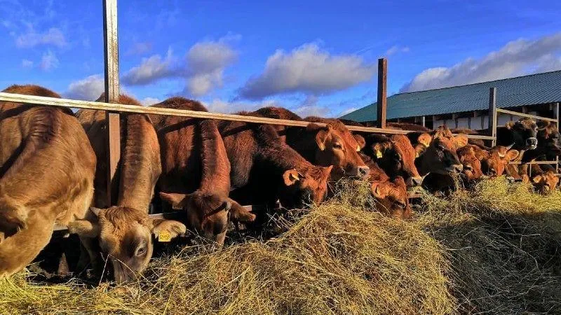 Около 1,8 млрд рублей поддержки было выделено животноводам в Подмосковье