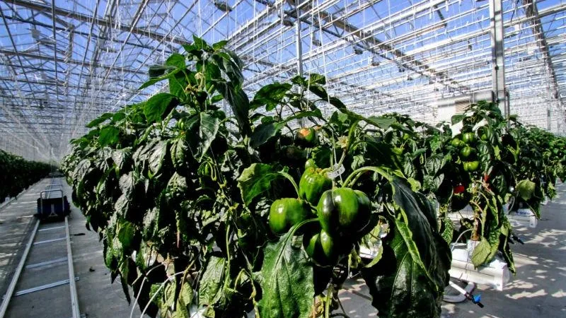 Министерство сельского хозяйства и продовольствия МО