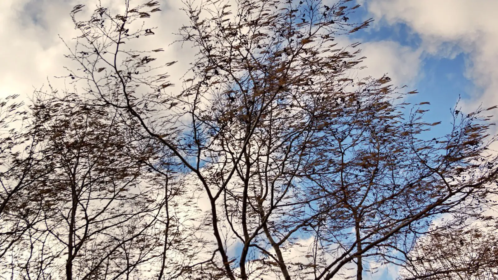 Фото: Комитет лесного хозяйства МО