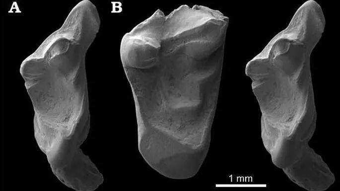 Martill et al., Acta Palaeontologica Polonica