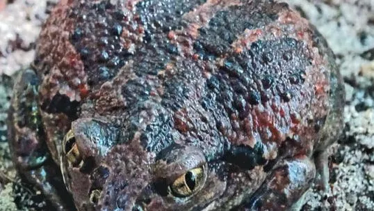 Фото: Министерство экологии и природопользования Московской области