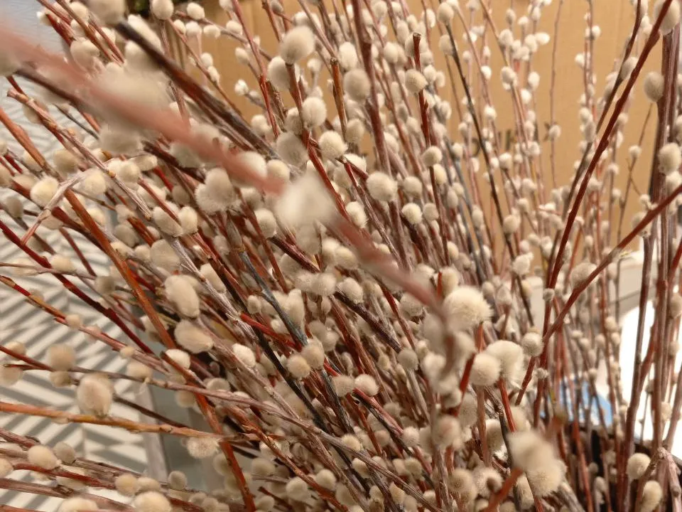 Фото: REGIONS/Василий Тремасов