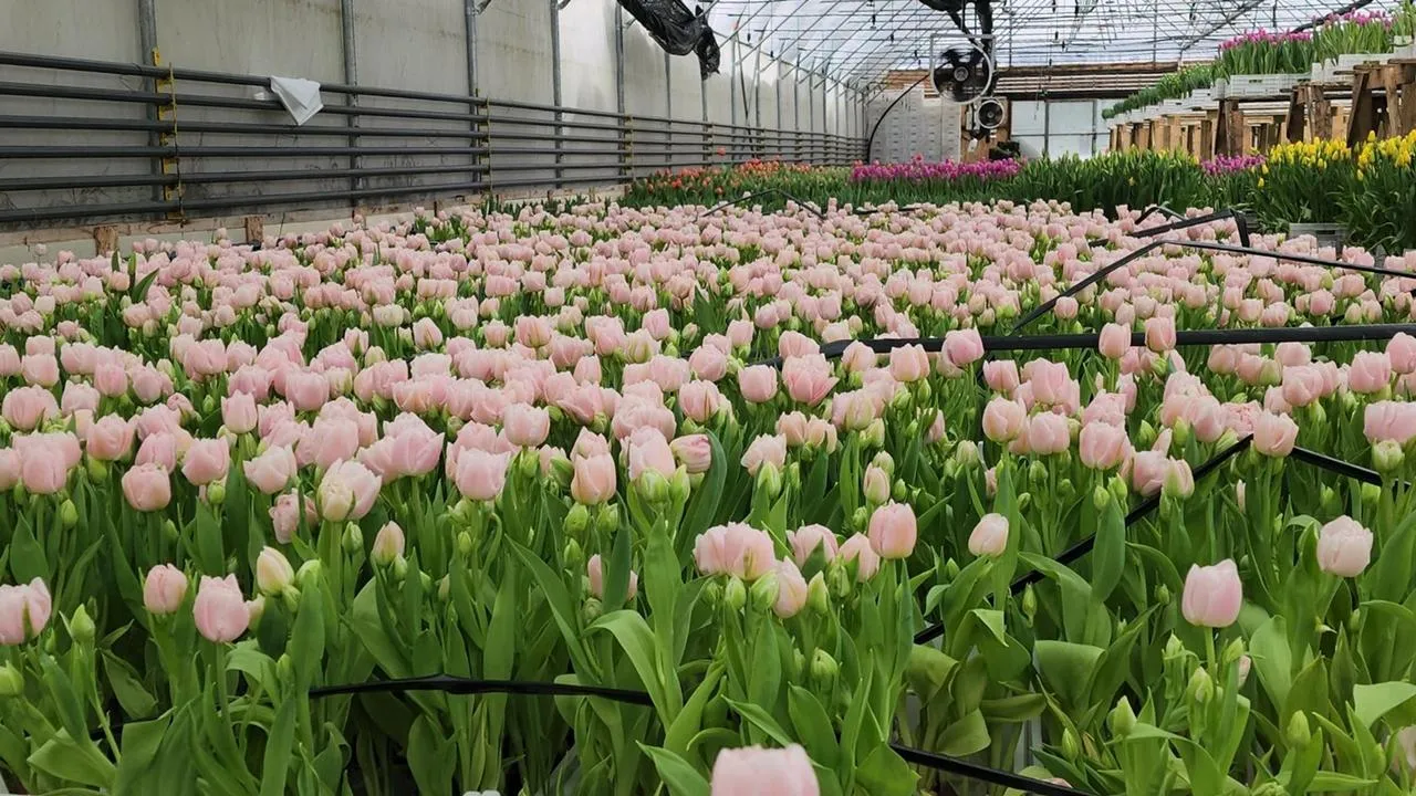 REGIONS/Валерий Гореловский