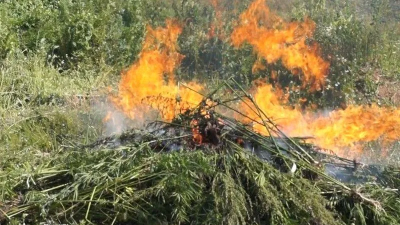 В Чехове полицейские сожгли 300 кустов конопли