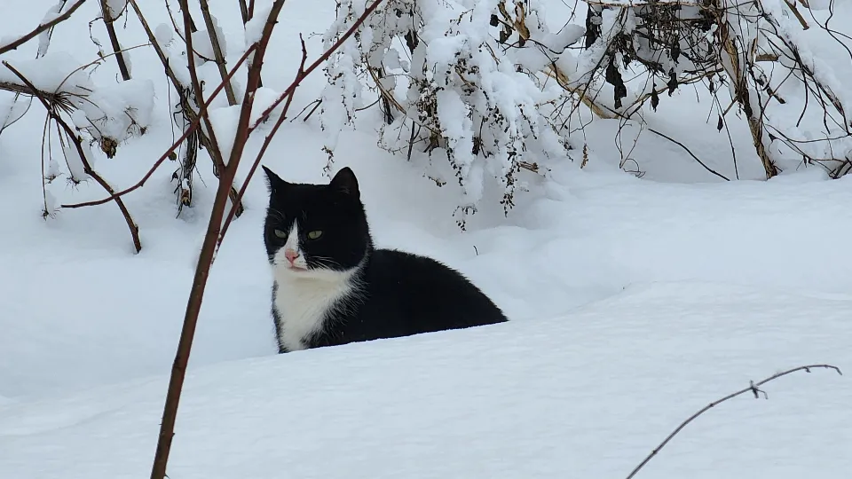 МедиаБанк Подмосковья/Валентина Максимова
