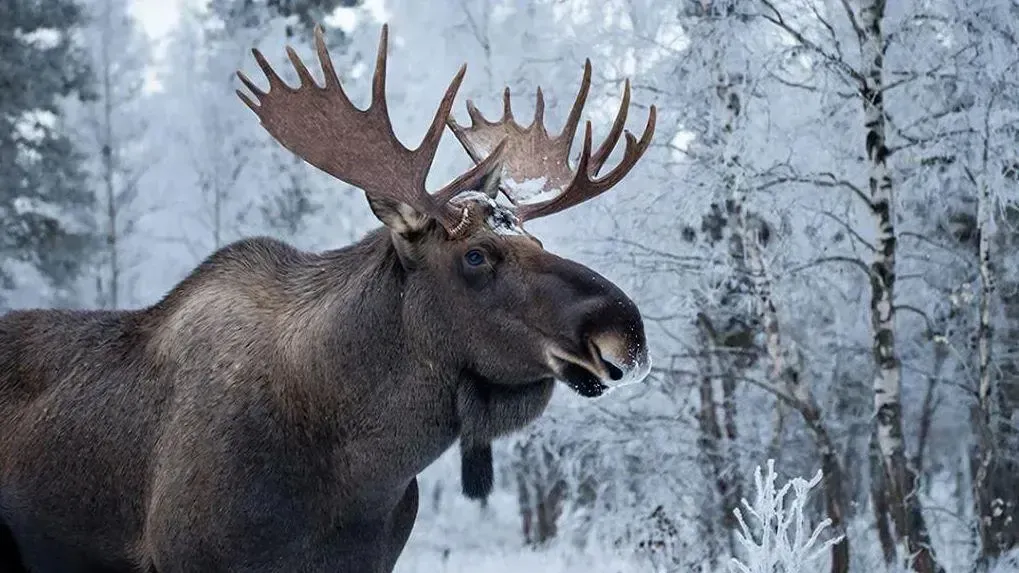 REGIONS/Сгенерировано нейросетью