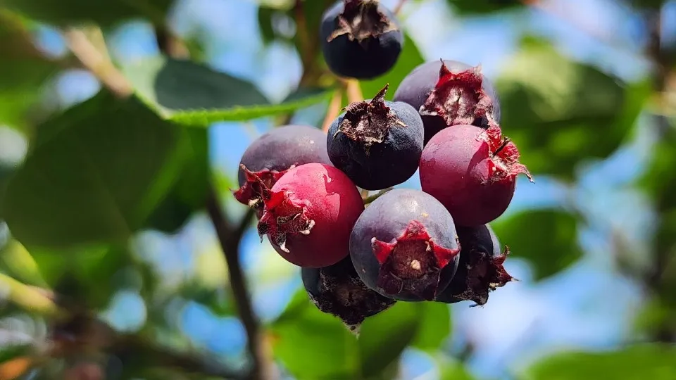 Фото: МедиаБанк Подмосковья/Ксения Пашуто