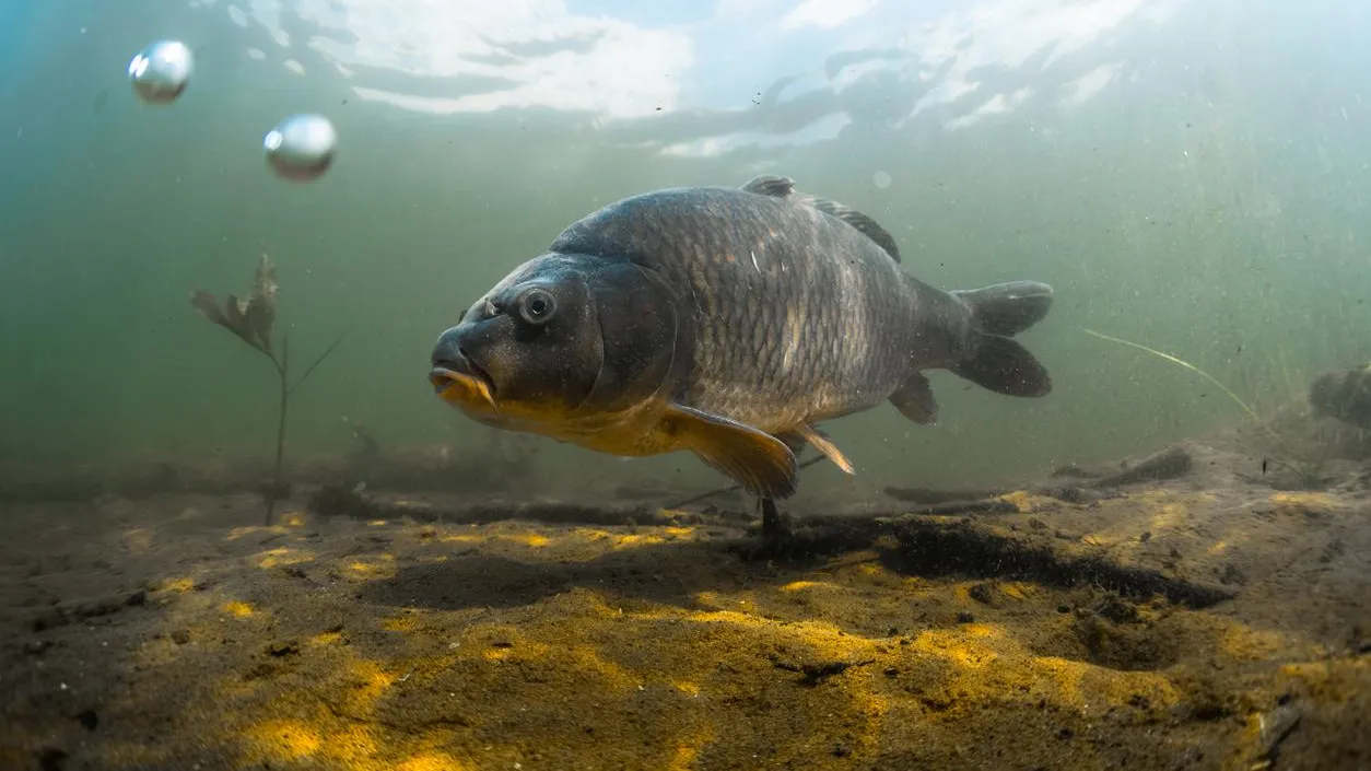 «Подвал-аквариум вернулся». Жительница Белово вновь столкнулась с затоплением через несколько часов после откачки воды