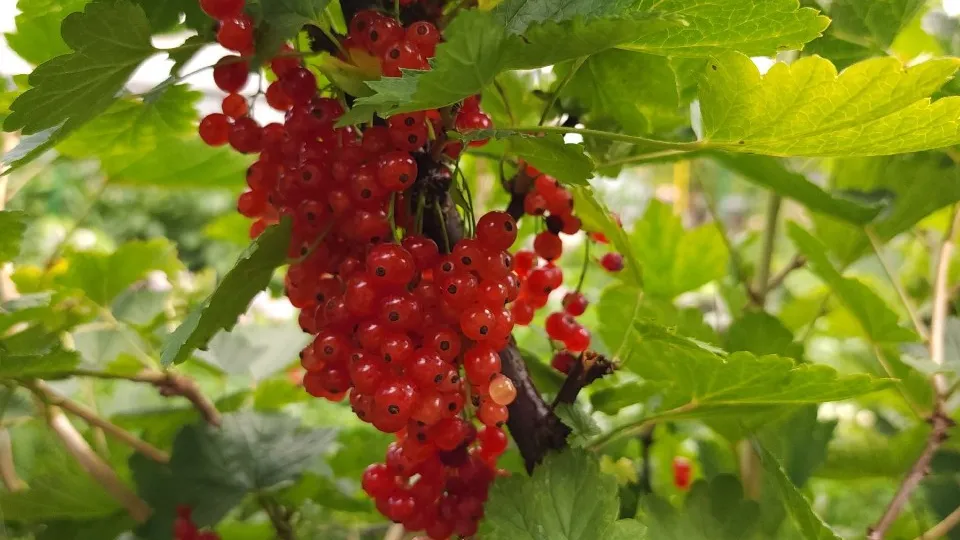 Фото: МедиаБанк Подмосковья/Ксения Пашуто