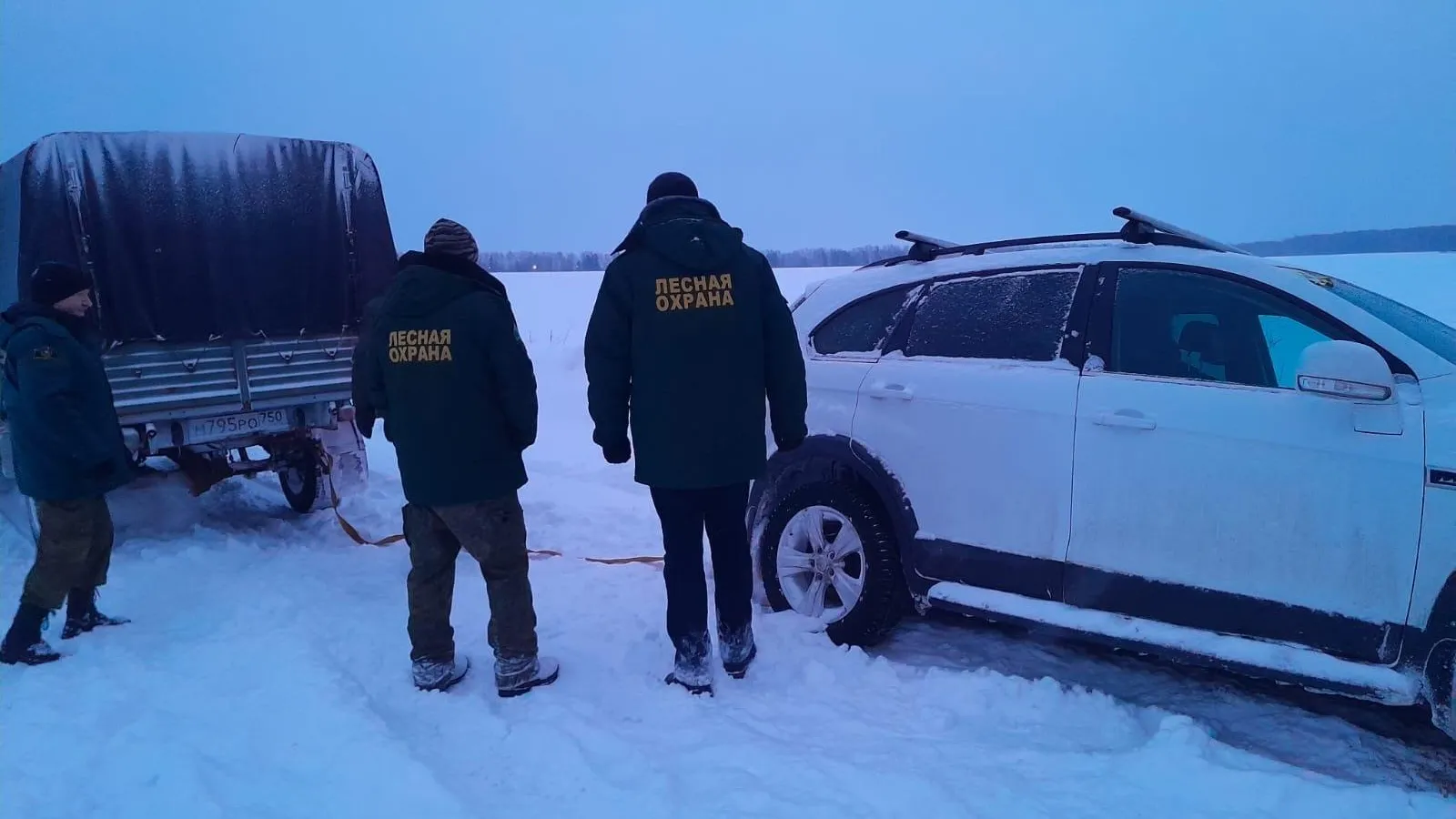 Фото: ГКУ МО «Мособллес»