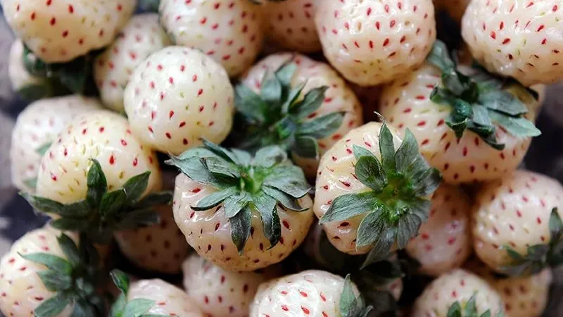 Белую клубнику и ягоду с разными вкусами выращивают в регионе