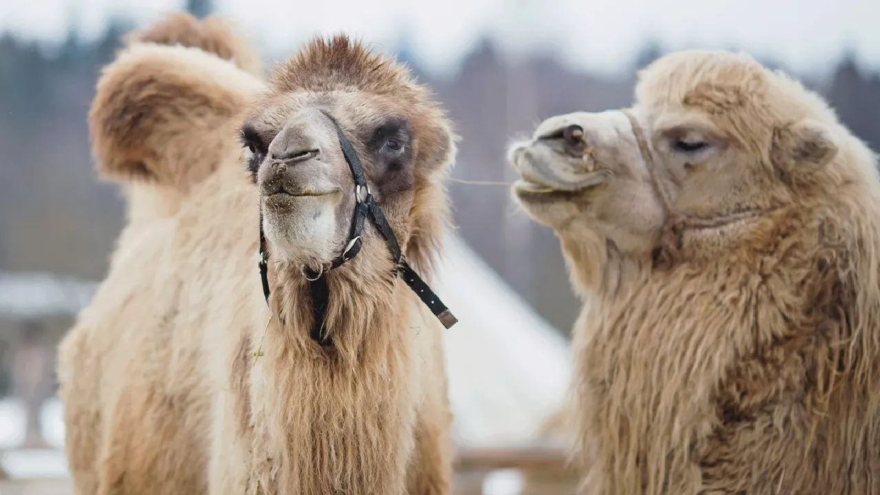 Фото: Этнопарк Кочевник