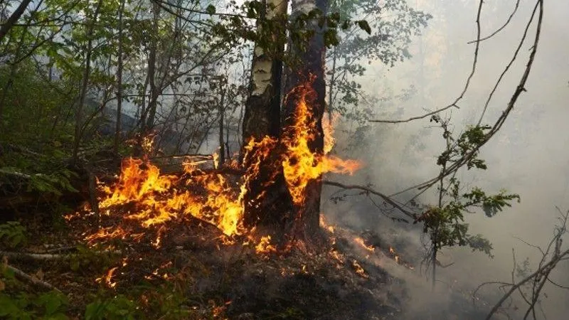 Андрей Бок / РИА Новости