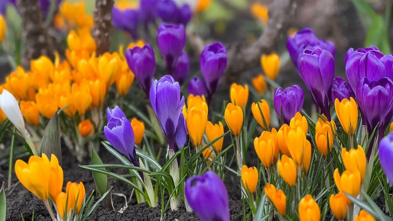 МедиаБанк Подмосковья/Галина Добрынина