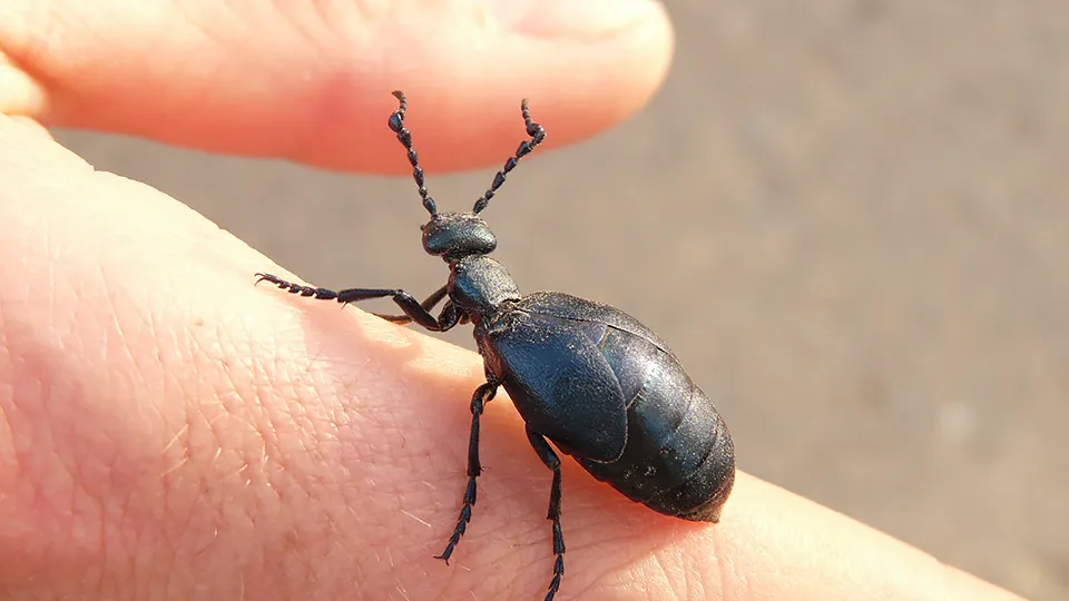 Фото: pxhere.com