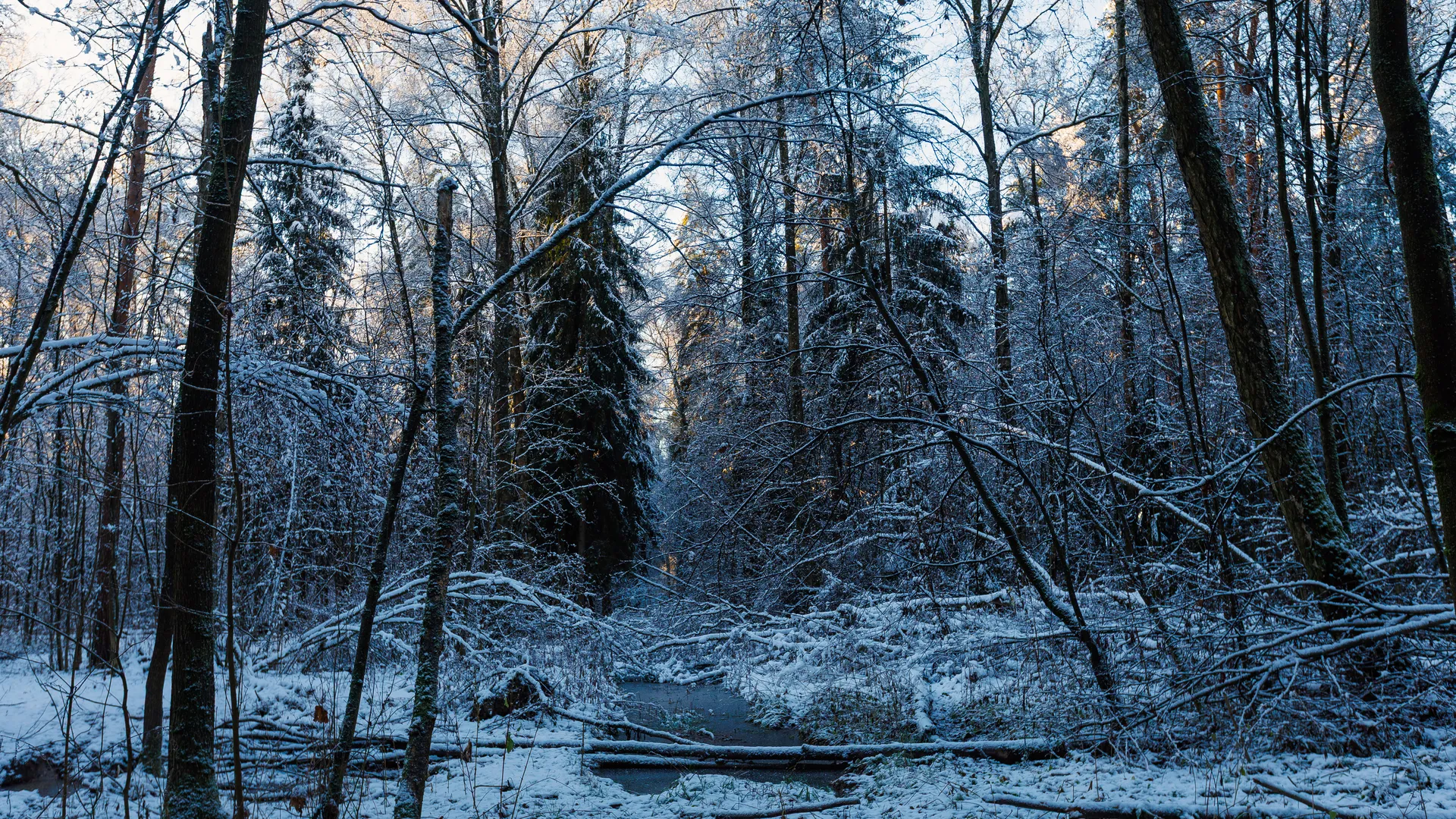 Зима наступила в Подмосковье