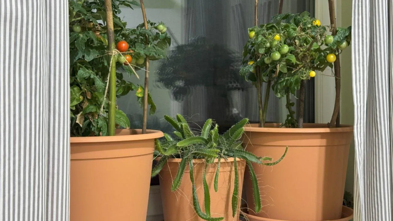 REGIONS/Илья Попов