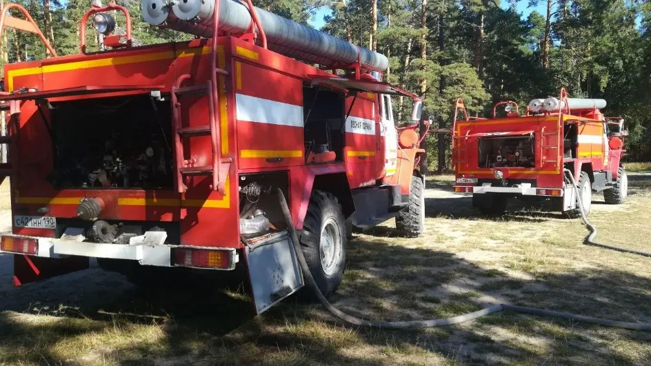 Фото: Комитет лесного хозяйства Московской области