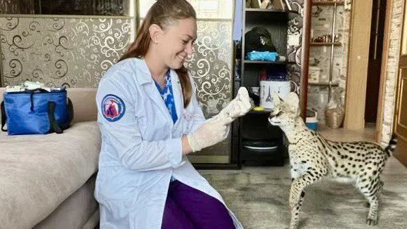 Жителям Подмосковья рассказали, как вызвать ветеринарного специалиста на дом