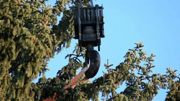 Главную новогоднюю елку России привезут в Кремль из Щелковского района